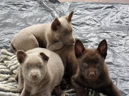 We did not find results for: Fawn And Red Kelpie Pups Glendari Kennels Cute Animals Australian Kelpie Red Dog