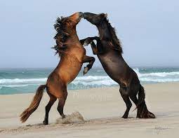 Sable Island Horses C Debra Garside Sable Island Is A Small Island On The Coast Of Nova Scotia Canada Horses Were Brought Th Pferd Schone Pferde Wildpferde