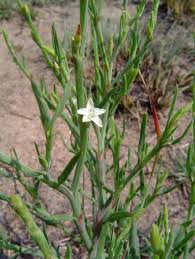 Image result for Oxygonum