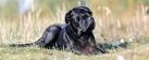 Cane Corso - Wikipedia