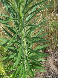 Image result for Conyza