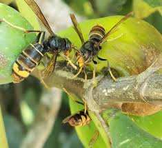 The thorax is a velvety brown or black with a brown abdomen. Cinco Ajudas Para Distinguir A Vespa Asiatica Da Vespa Europeia Wilder