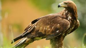 Check spelling or type a new query. Steinadler Infos Im Tierlexikon Geolino