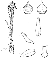 Image result for Zeuxine