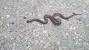 Rough Earth Snake Texas