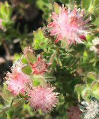 Image result for Distephanus divaricatus