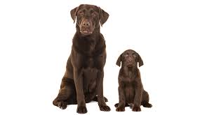 Follow the key puppy development stages week by week, and use our puppy growth chart to find out what to expect from your puppy as he turns into an adult. Puppy Development Week By Week A Guide To The Important Stages