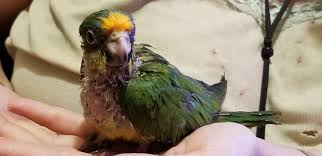 Maybe you would like to learn more about one of these? Peach Front Conure 159270 For Sale In Coupeville Wa