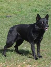 There's an adorable australian terrier puppy at the pet shop. 24 Puppy Land Ideas Working Dogs Cattle Dog Australian Cattle Dogs