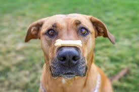 Can Dogs Have Chicken Broth | Can Dogs Eat Chicken Broth – Portland Pet  Food Company