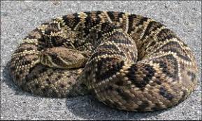 floridas venomous snakes uf ifas extension levy county