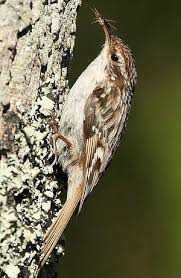 Grimpereau Des Jardins Certhia Brachydactyla Short Toed Treecreeper Oiseaux Des Jardins Animaux Et Oiseaux Beaux Oiseaux