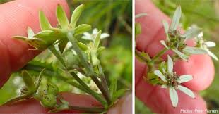 Image result for Alepidea