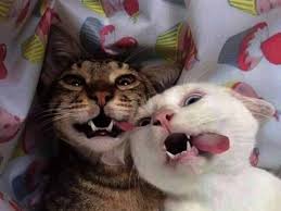 Even downing street's cat, larry, tweeted: When Funny Cat Pics Go Too Far The Lawyer Showing Up To Court As A Cat Film Daily