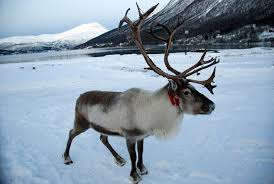 Bekijk onze arctic reindeer selectie voor de allerbeste unieke of custom handgemaakte items uit onze shops. Arctic Reindeer Go Off The Circadian Clock Wired