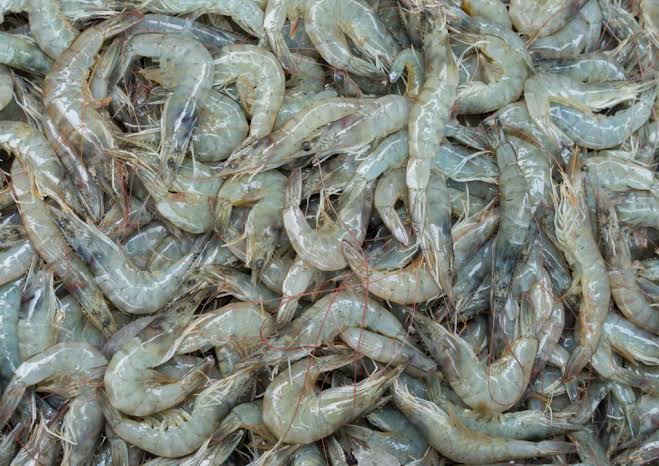 Udang