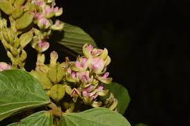 Image result for Flemingia