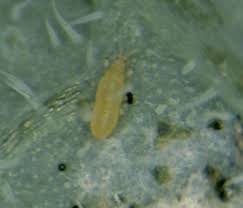 Image result for Onion Thrips