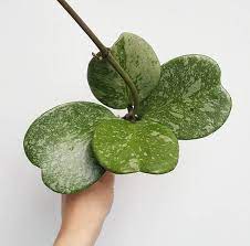 There are many passionate growers of hoya plants and the best places to discuss identification, growing tips and to share photos is on dedicated facebook groups. Pin On Greenhouse Bright Light