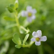 Image result for foto bacopa
