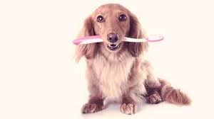 We did not find results for: How To Brush A Dog S Teeth Safe Toothpaste For Dogs Petcarerx