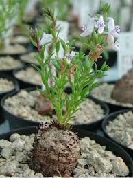 Image result for Aeollanthus subacaulis