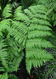 Image result for Ctenitis