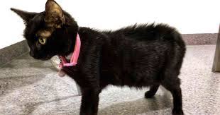 These samples will help rule out serious conditions in the stomach such as cancer. Help My Kitten Has A Swollen Belly Fip In Cats Walkerville Vet