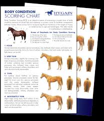 Free Fact Sheet Equine Body Condition Scoring Chart
