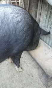 Purcei de la producatori, importatori directi prezenti pe bizoo.ro. Anunturi Gratuite Animale Domestice Si Pasari Porci In Olt