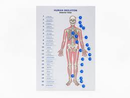 There also are bands of fibrous connective tissue—the ligaments and the tendons—in intimate relationship with the parts of the skeleton. Touch Label And Learn Poster Human Skeleton Anterior View American Printing House