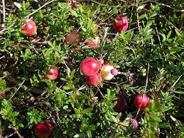 Epingle Sur Le Jardin Se Partage