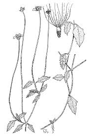 Image result for Tridax