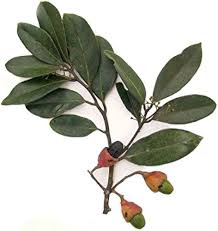 Image result for Ocotea kenyensis
