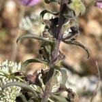 Image result for Sesamum angolense