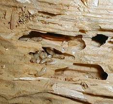 Drywood Termite Damage Termite Damage Drywood Termites Termites