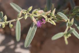 Image result for Polygala senensis