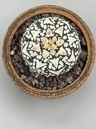 Image result for Thesium asterias