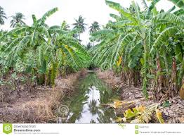 Image result for Tree plantation