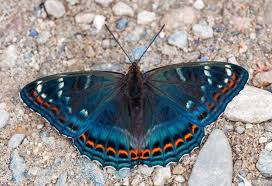 Image result for Limenitis populi