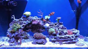 Frequency 2 posts / year blog blog.aquariuminfo.org Aquascape Eye Candy 11 Examples For Inspiration Marine Depot Blog