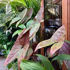 Image result for Disperis johnstonii