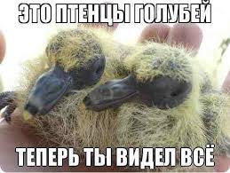 Картинки по запросу голуби в картинках