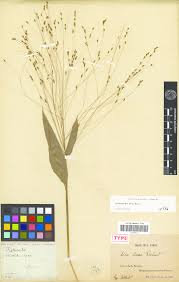 Image result for Orthoclada