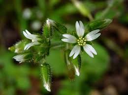 Image result for Cerastium