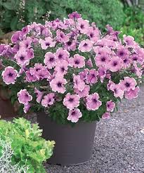 Image result for foto petúnie