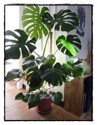 Split Leaf Philodendron Large Indoor Plants Plant Decor Indoor Best Indoor Plants