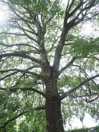 Image result for Populus ×  canescens