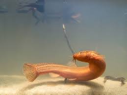 22 Fish That Eat Snails, Along With Helpful, Handy Hints!