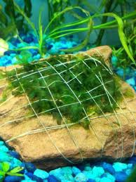 Imgur Com Aquarium Fish Tank Aquarium Fish Plants